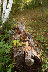Bobcat (Lynx rufus) Walks Up Length of Rotting Log Autumn