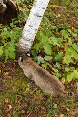 Bobcat (Lynx rufus) Sniffs at Base of Tree Autumn