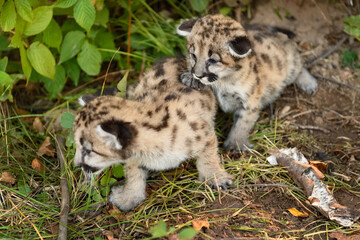 Cougar Kittens (Puma concolor) Crawl Across Forest Floor Autumn