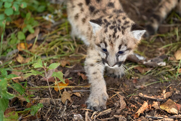 Cougar Kitten (Puma concolor) Steps Forward on Forest Floor Autumn