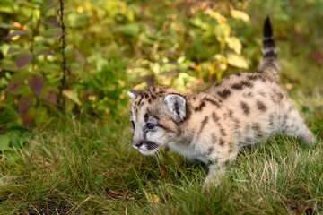 Cougar Kitten (Puma concolor) Creeps Across Forest Floor Autumn