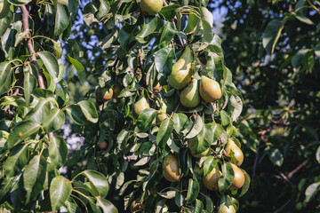 Conference pear tree in a garden on a Polish countryside