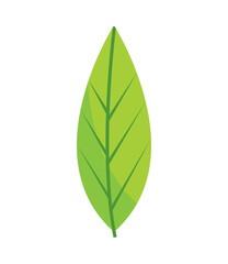 leaf vector icon