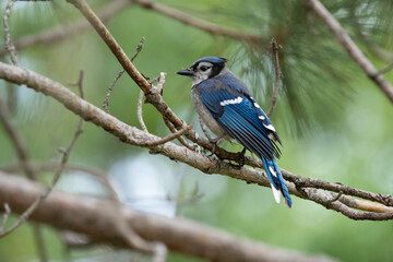 Blue Jay