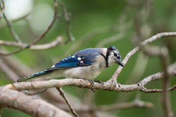 Blue Jay