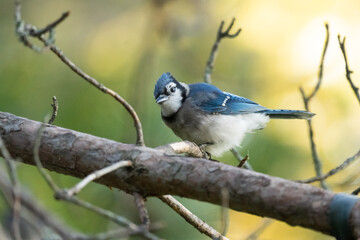 Blue Jay
