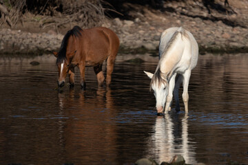 Obraz na płótnie Canvas White mare and bay stallion wild horses reflecting while feeding in the Salt River near Mesa Arizona United States
