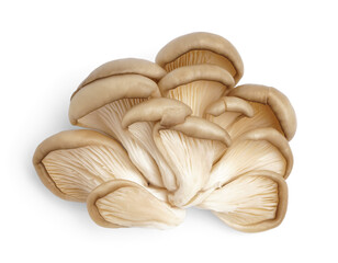 Fresh oyster mushrooms isolated on white background