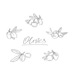 Olives set. Contour vector illustration isolated on white background.
