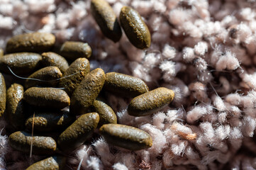 Rodent guinea pig granular poop pellets on residential carpet.