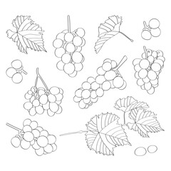 Seth: grapes, leaves, vine. Hand-drawn vector coloring.