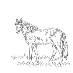 The horse is grazing on the lawn. Vector illustration.