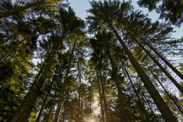 Sapins vosgiens, France