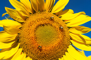 Sunflower Face with Three Bees Gathering Pollen