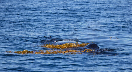 Fototapeta premium humpback whale