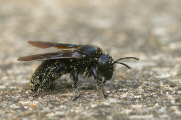Closeup on a large black carpenter bee, Xylocopa violacea covred with white pollen
