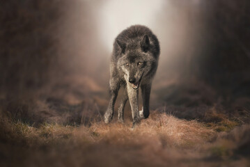 Loup noir