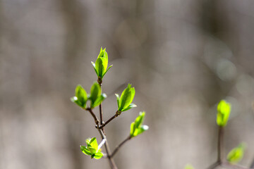 Spring forest landscape, young leaf buds on a branch