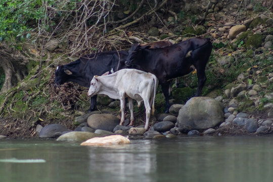 cows in the river in Venezuela