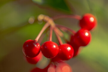 Bright Red Berries Growing Mid Winter In Southeast Louisiana.