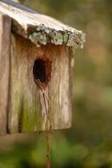 Wooden Birdhouse With Lichen Growing On The Roof.