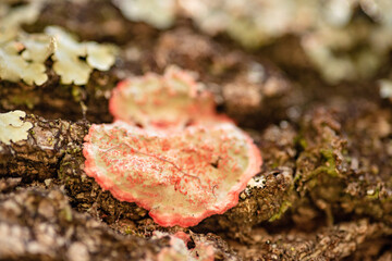 Red Lichen Growing On A Live Oak Tree.