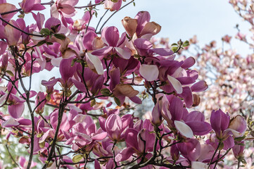View of large flowers of pink magnolia and blue sky.