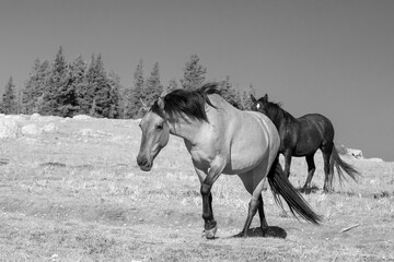 Obraz na płótnie Canvas Buckskin mare wild horse in Pryor Mountain in Montana United States - black and white