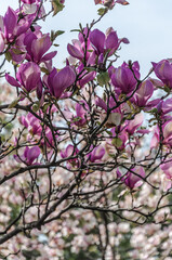 Magnolia bush branches with large pink flowers.