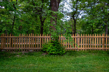 A linear brown wooden picket fence encloses a lush green garden of trees and grass. There are mature maple trees covered in green leaves. The grass is thick green. A single shrub is on the inside yard