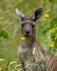 Closeup of a kangaroo chewing on a dandylion flower in Australia's Deep Creek Conservation Park
