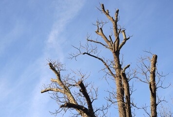 Albero potato con lo sfondo del cielo