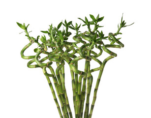 Bamboo stems on white background