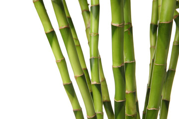 Fototapeta na wymiar Bamboo stems on white background, closeup