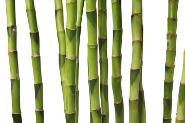 Bamboo stems on white background, closeup