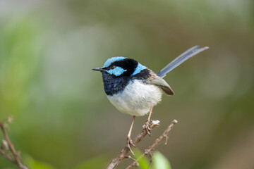 Close up of a male Fairy Wren bird in Australia