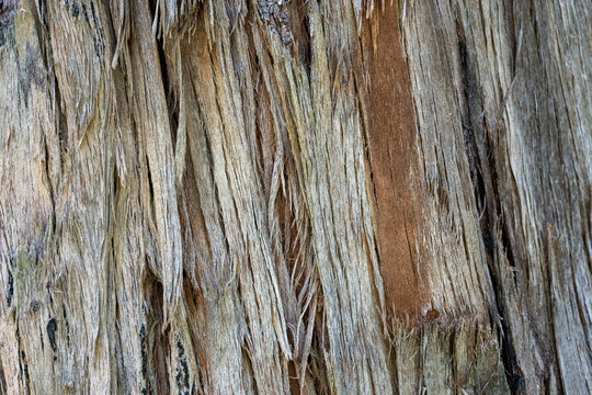 Close up texture of tree bark