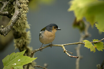 Madeiran chaffinch (Fringilla coelebs maderensis) perching on branch