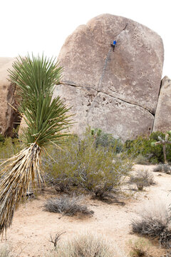 A male climber finger stacks his way up Rubicon (5.10c) in Joshua Tree National Park, California.