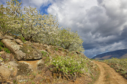Cherry tree blossom in Jerte valley, Caceres, Extremadura, Spain