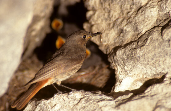 Male Black Redstart (Phoenicurus ochruros) in the nest. Monfrag&Atilde;&frac14;e National park. Caceres. Spain