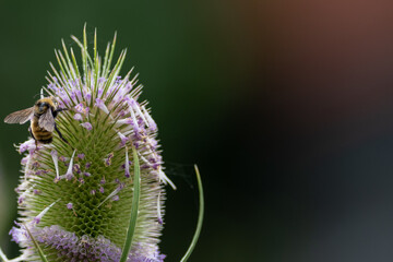 The core of a teasel flower with tiny pink flowers and a honey bee perched collecting nectar and pollen. The worker bee is orange and black with long legs. The background is deep rich green in color.