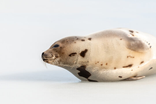 A large grey harp seal or harbor seal on white snow and ice looking upward with a sad face. The wild gray seal has long whiskers, light fur or skin, dark eyes, spotted fur and heart shaped nose.  