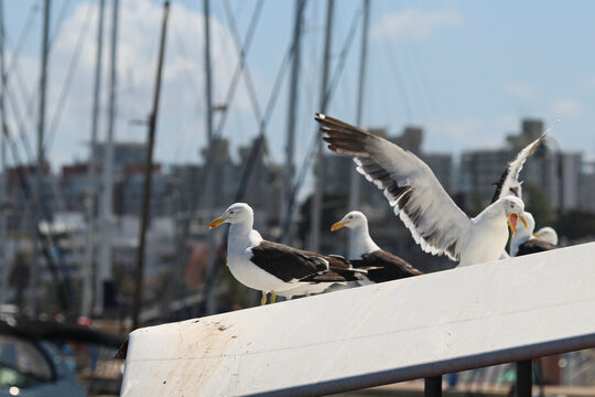 gaivotas no mercado de peixes