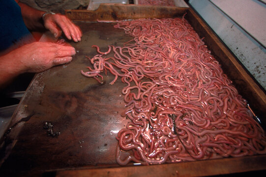 Sorting bait worms in Wiscasset.