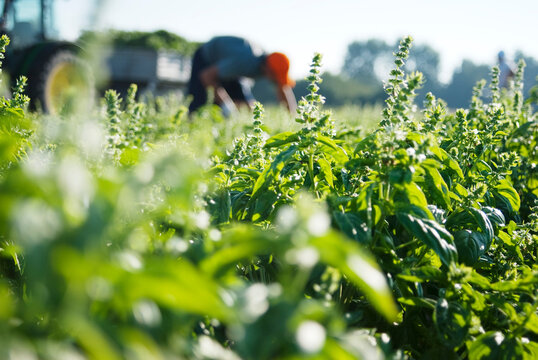 Farmer working on basil fild.