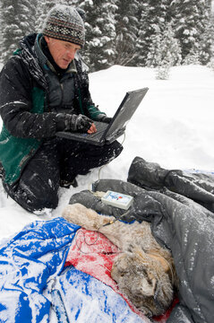 A research wildlife biologist  hooks his computer tho the GPS collar on the female lynx, and downloads the data.