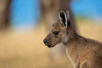 Portrait of a young kangaroo in dry grass in South Australia