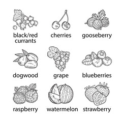 Collection of berries on a white background. Vector hand-drawn illustration.