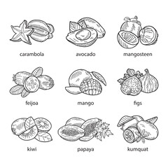 Hand-drawn vector set of exotic fruits on a white background.